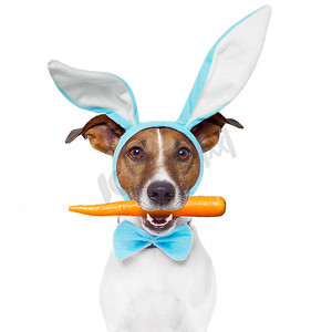 有兔子耳朵和胡萝卜的狗