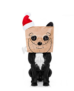 圣诞老人狗头上的纸袋
