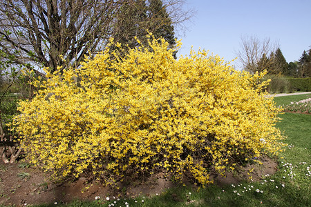 开花的连翘春天黄色花