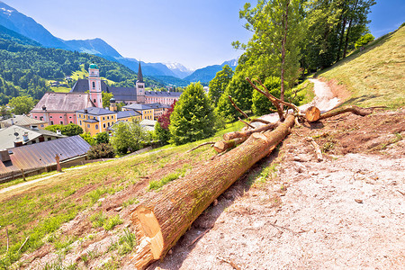 贝希特斯加登山坡小径，阿尔卑斯景观中的砍树