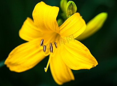 盛开的黄色百合花的特写