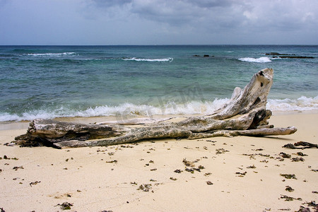 黑色和白色的树摄影照片_多米尼加共和国的岩石和树