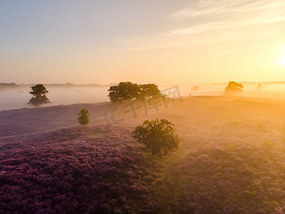 荷兰 Veluwe Zuiderheide 公园盛开的石南花田、盛开的紫粉色石南花、盛开的加热器