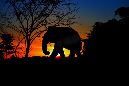 剪影大象家庭群动物野生动物撤离走在黄昏日落美丽的背景。