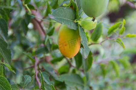 镇静剂摄影照片_野生植物上西番莲或百香果的成熟橙色果实