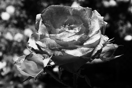 玫瑰花黑色摄影照片_红玫瑰花