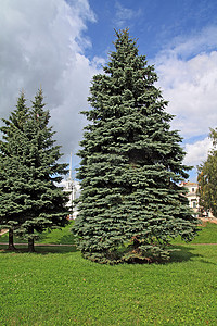 镇公园里的大绿色杉树