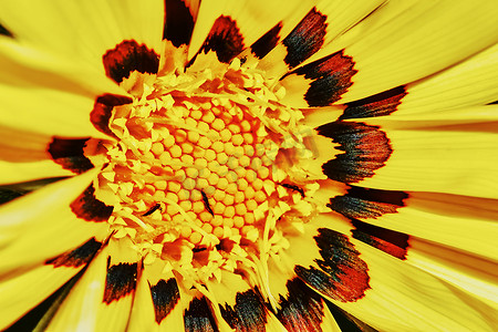 波西米亚垫子摄影照片_黄色雏菊杂色菊