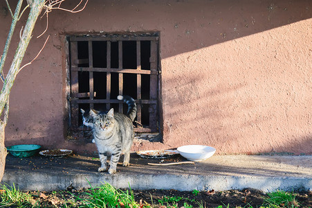 流浪猫摄影照片_地窖窗户附近的街头流浪猫和小猫。