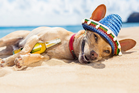 海滩上的醉狗