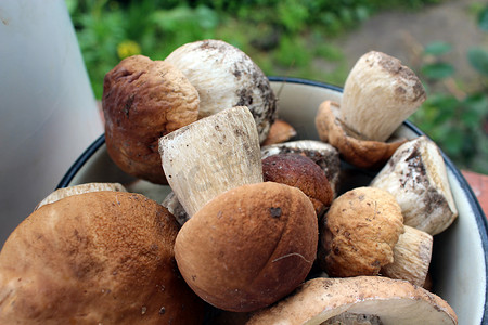 美丽的成熟蘑菇