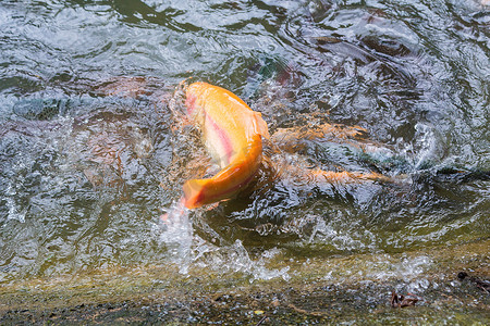 养鱼场里金黄的虹鳟鱼在水中飞溅。