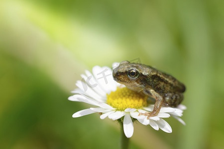 国潮白花摄影照片_一只小灰蛙坐在一朵白花上