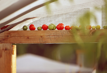 甜瓜种植摄影照片_温室里种植的蔬菜。