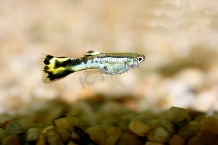 孔雀鱼 (Poecilia reticulata)