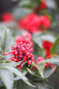 Sambucus racemosa、普通红接骨木、花园树枝上的红接骨木浆果。