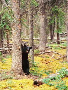 育空地区加拿大针叶林黑熊 Ursus americanus
