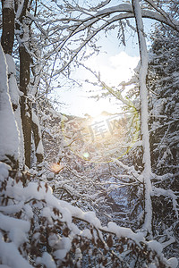 中仙境摄影照片_大自然中阳光明媚的冬季景观：雪树，荒野