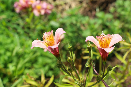 大自然中美丽的百合花