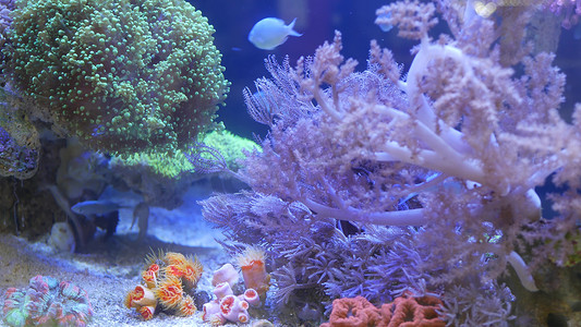 紫罗兰色或紫外光下淡紫色水族馆中的软珊瑚和鱼类。