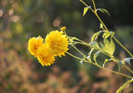 花园里的黄金菊