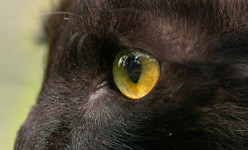 深棕色凶猛的黄色眼睛特写宏观照片，猫眼侧视的详细瞳孔，对目标的敏锐聚焦。