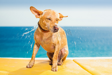 狗洗澡摄影照片_湿狗甩掉水