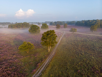 荷兰 Hilversum Veluwe Zuiderheide 附近盛开的石南花田，早晨盛开的粉紫色石南花田，日出时有薄雾