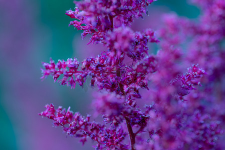背景模糊的紫色花园花