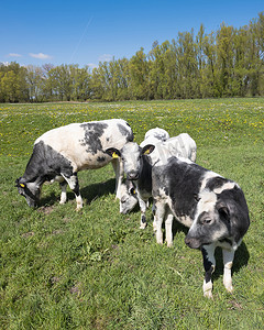小草阳光摄影照片_荷兰部分土地 van maas en waal 的蓝天下，阳光明媚的春日，小牛在草地上开着春天的花朵