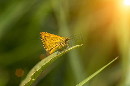 孔子摄影照片_橙蝶名孔子镖（Potanthus confucius）