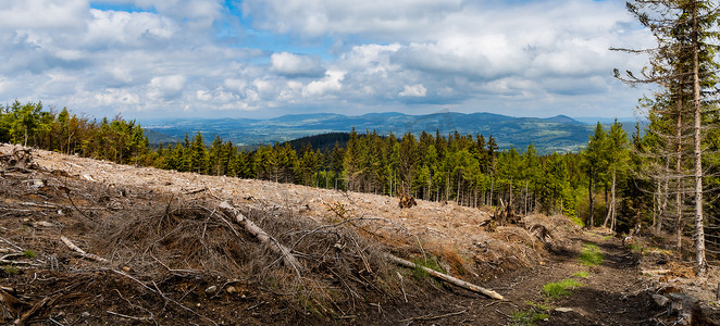 砍伐的树木摄影照片_Rudawy Janowickie 山的全景，有小林间空地和砍伐的树木