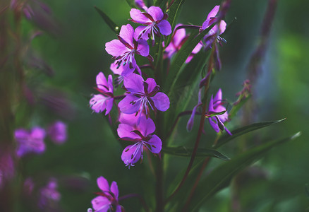 紫色草原摄影照片_夏天花园里盛开着莎莉紫色的花朵。