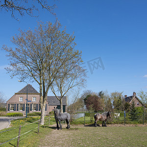 蓝天下，荷兰 s hertogenbosch 附近春天强壮的马匹