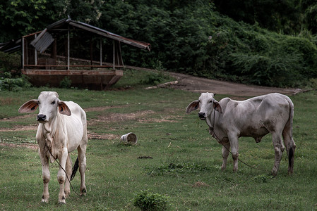 夏日夜晚，田野上的白牛。
