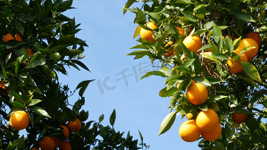 春天水果摄影照片_美国加利福尼亚州树上的柑橘类水果。