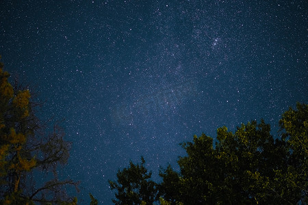 银河在前景的松树上空升起 星夜在林地上空