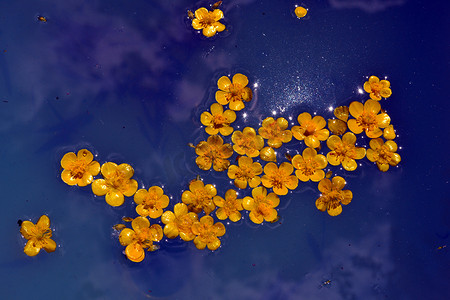 黄色的花朵漂浮在蓝色的水面上，闪着火花