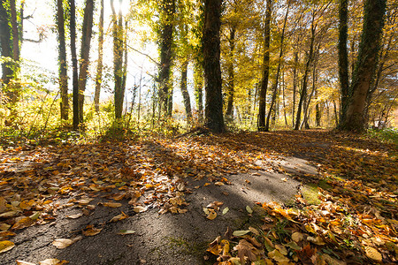 大气公路摄影照片_秋天的公园景观：五颜六色的树叶和积极的气氛