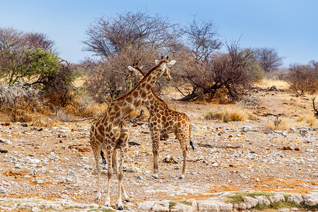 水坑附近的两只长颈鹿鹿豹