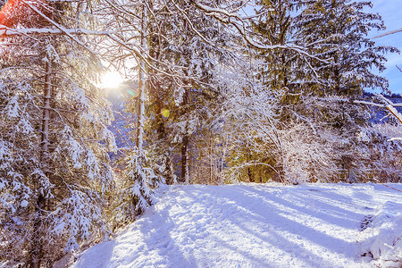 在自然中的晴朗的冬天风景：小径、多雪的树、阳光和蓝天