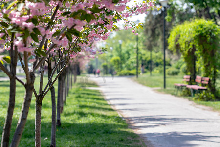 春天樱花公路摄影照片_樱花盛开的胡同