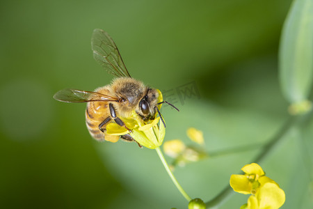 蜜蜂刺摄影照片_蜜蜂或蜜蜂在花上的形象收集花蜜。