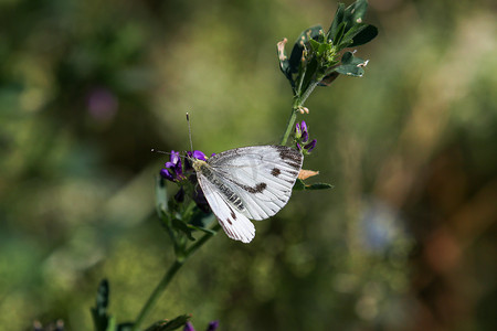 白菜白蝴蝶特写镜头，pieris brassicae