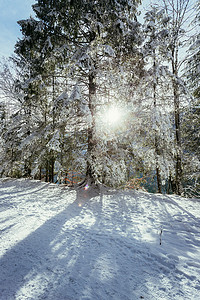 在自然中的晴朗的冬天风景：小径、多雪的树、阳光和蓝天