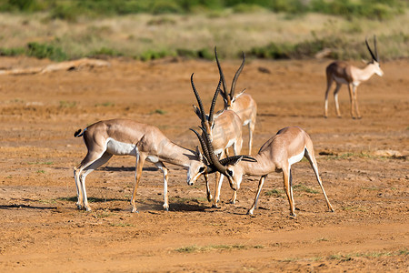 肯尼亚大草原上两只格兰特瞪羚的战斗