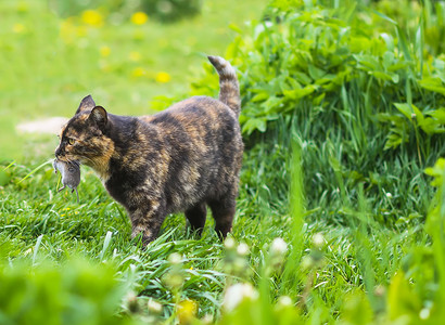 猫抓住了一只老鼠。