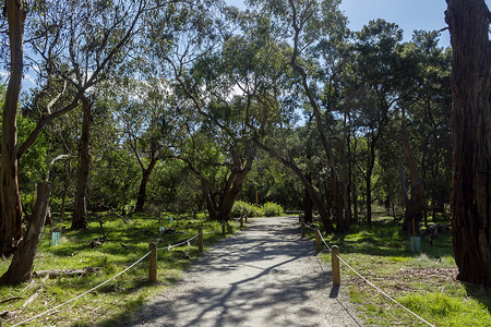 公路澳大利亚摄影照片_桉树树隧道，可洛亚公园，菲利普岛，澳大利亚