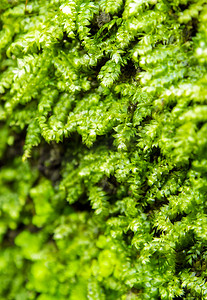 生长在雨林中的新鲜绿色苔藓