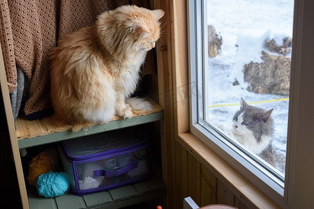 一只流浪猫从街上望着窗外看着家